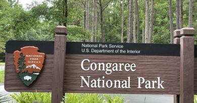 Explore the Boardwalk at Congaree National Park